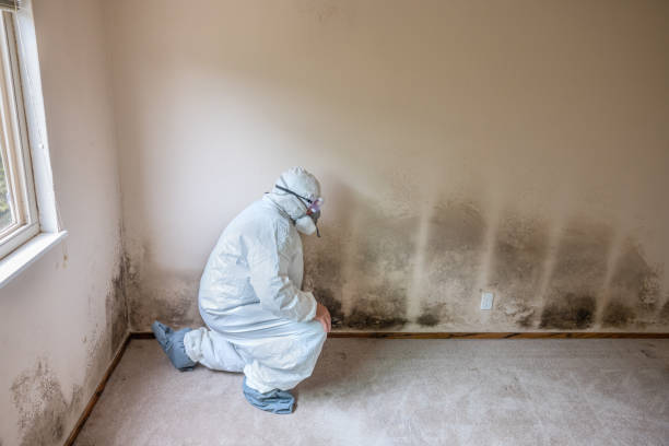 Best Black Mold Removal  in Strawberry Point, IA